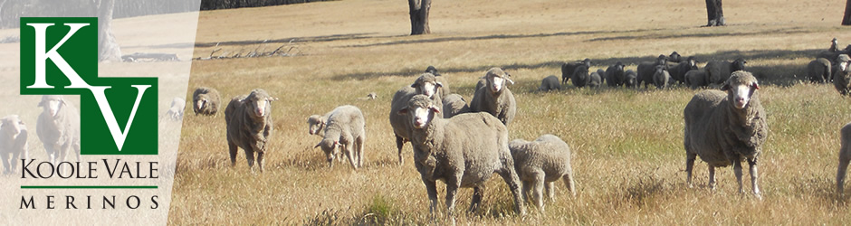  Koole Vale Merinos